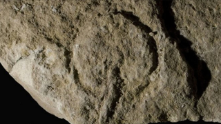 Why does the world's oldest cave art show a vagina?